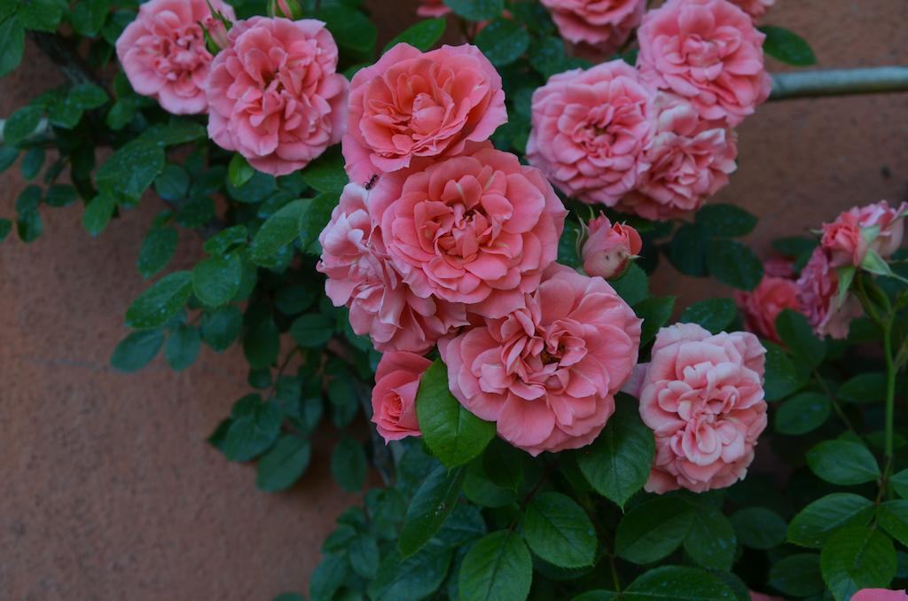 Agriturismo Al Podere Di Rosa Lucca Exterior foto
