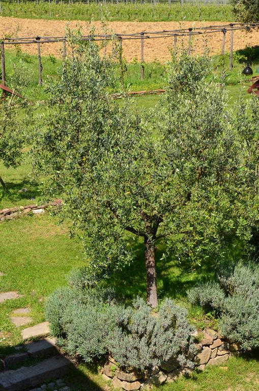 Agriturismo Al Podere Di Rosa Lucca Exterior foto